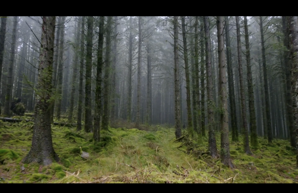 A photographic still from the short film The Artist. The photo shows a scene of a forest.